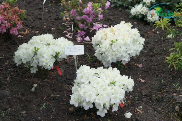 Azalia japońska Maischnee